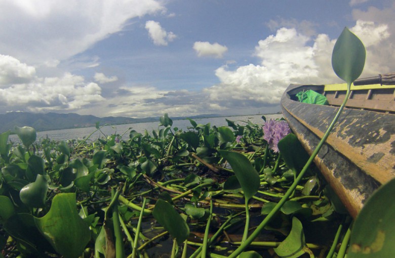 Wasserlilien auf dem Inle Lake